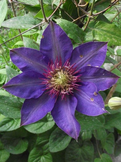 DSCF1479 - clematis