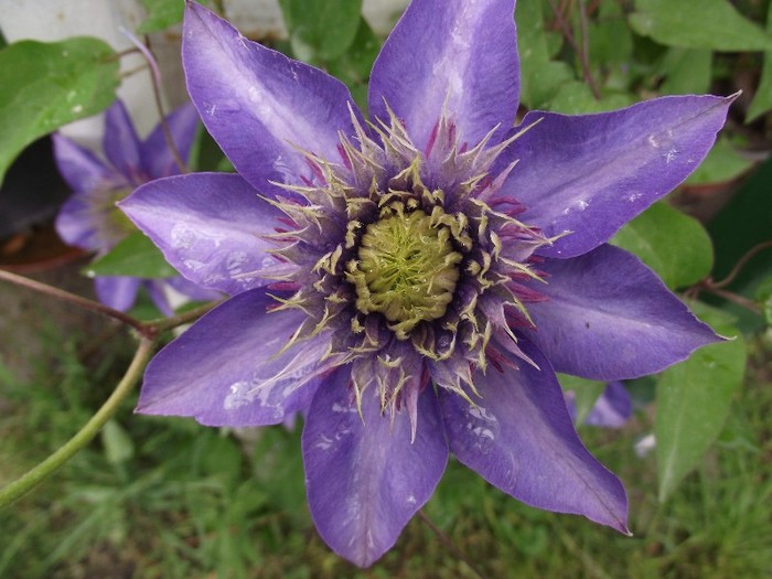 DSCF1707 - clematis