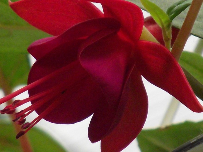 DSCF1663 - fuchsia