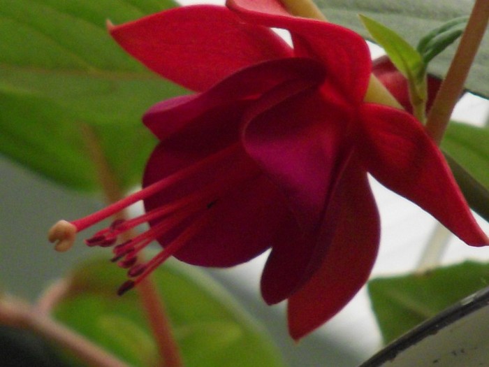 DSCF1665 - fuchsia