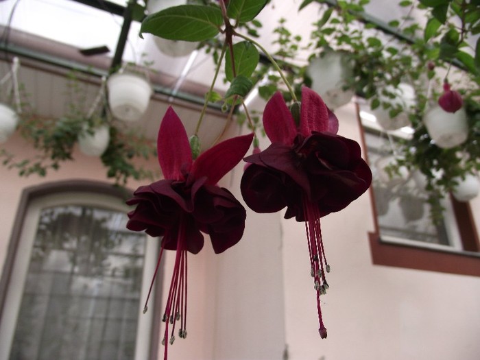 DSCF1674 - fuchsia