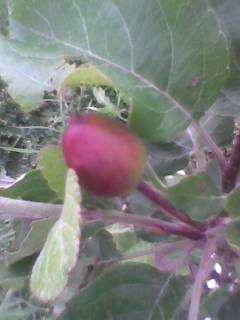 dupa 2 ploi bune, s-a dublat in dimensiune