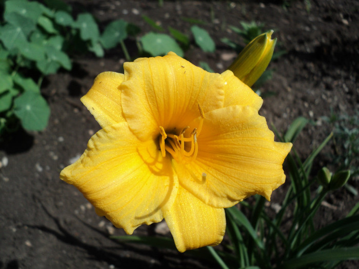 Hemerocallis Stella d`Oro