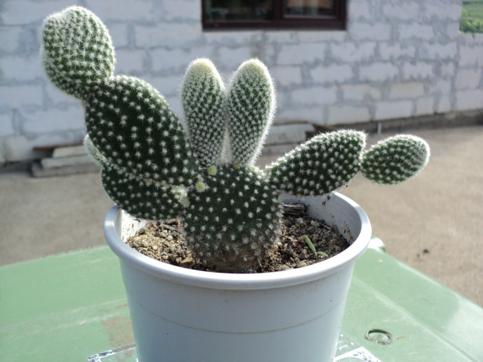 DSC03172 - Cactusi