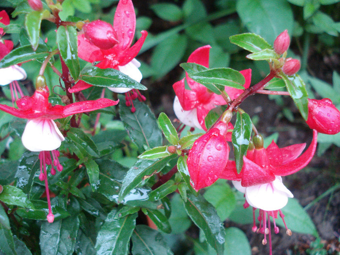 Fuchsia Red White (2011, May 12) - Fuchsia Red White