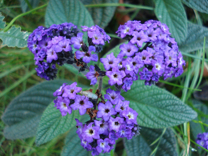 Floare de vanilie (2011, June 02) - HELIOTROPE Heliotropium