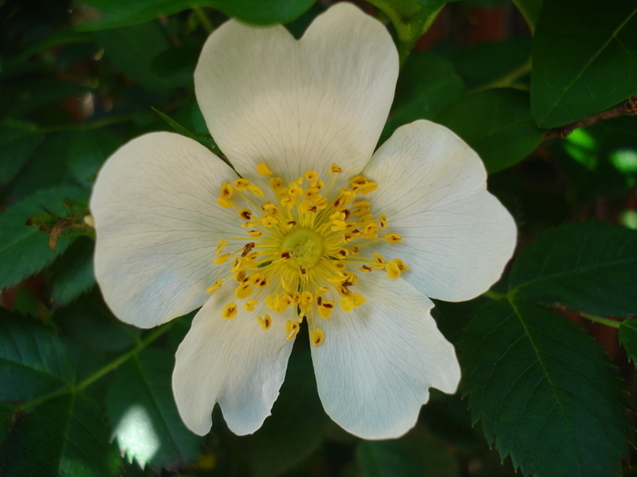 Rosa canina. Dog Rose (2010, May 24)