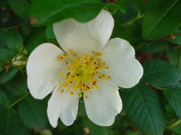 Rosa canina. Dog Rose (2010, May 24) - ROSA Canina_Dog Rose