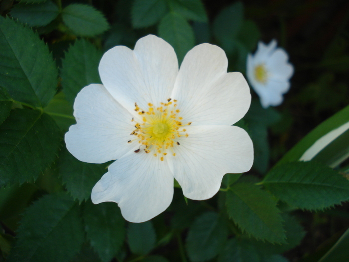 Rosa canina_Dog Rose (2010, May 26) - ROSA Canina_Dog Rose