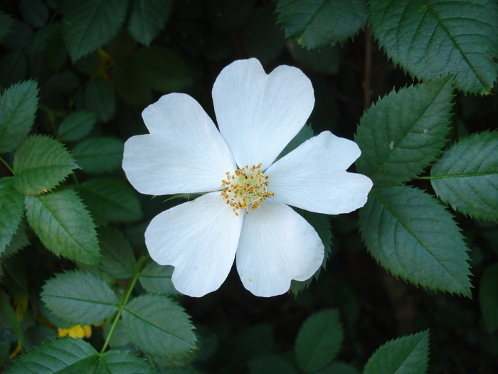 Rosa canina_Dog Rose (2010, May 28) - ROSA Canina_Dog Rose