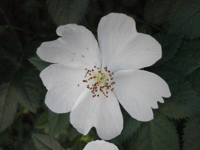 Rosa canina_Dog Rose (2011, June 01) - ROSA Canina_Dog Rose