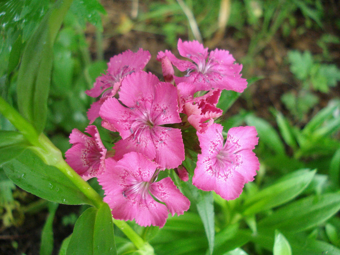 Dianthus barbatus (2011, June 03)