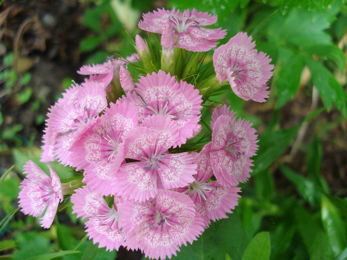 Dianthus barbatus (2011, June 03) - Dianthus Barbatus