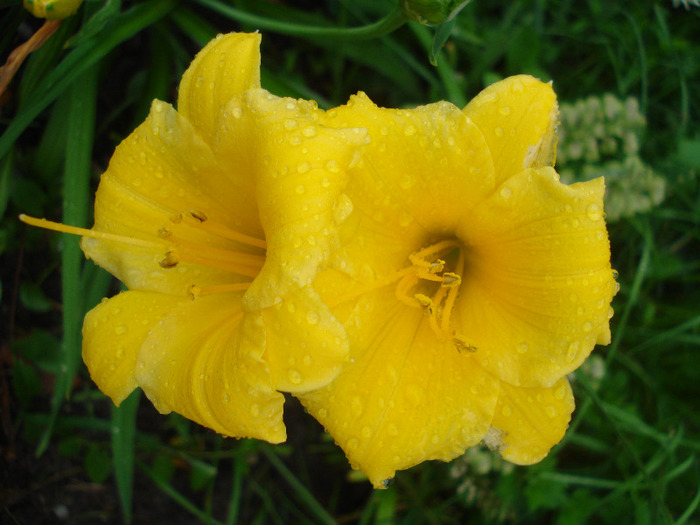 Hemerocallis Stella de Oro (2011, Jun.03) - Hemerocallis Stella de Oro