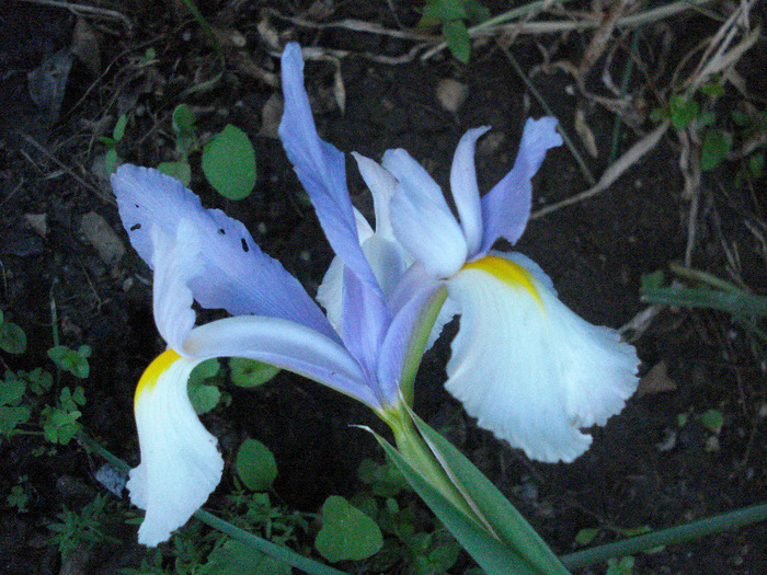 Iris Silvery Beauty (2011, June 01)