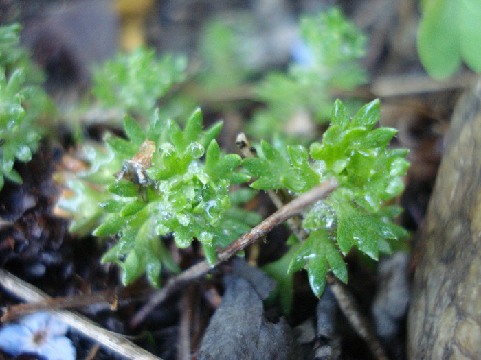 Saxifraga Peter Pan (2011, May 13) - SAXIFRAGA Peter Pan