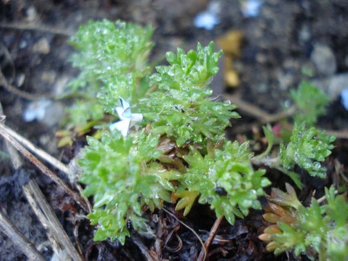 Saxifraga Peter Pan (2011, May 13) - SAXIFRAGA Peter Pan