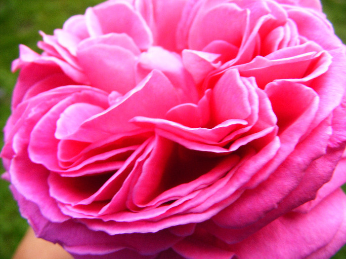 trandafir roz vechi - catarator - TRANDAFIRI  2011