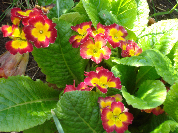 Primula polyanthus Red (2011, May 06) - Primula polyanthus Red