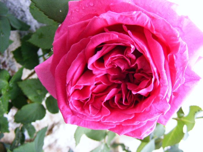 trandafir roz vechi - foarte parfumat - TRANDAFIRI  2011