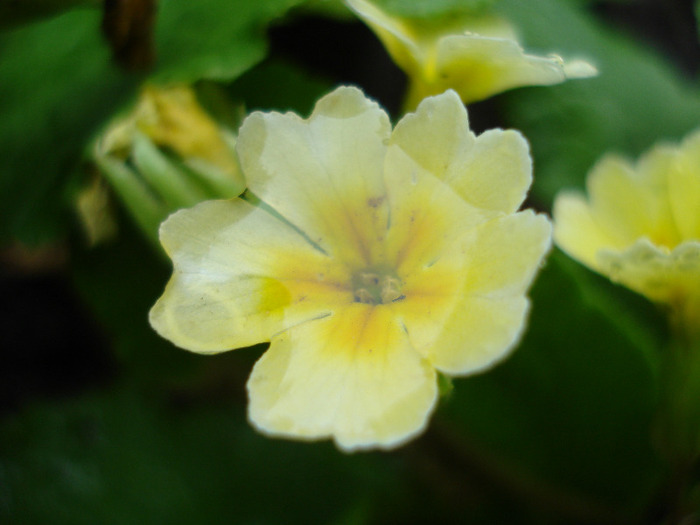Primula polyanthus Yellow (2011, May 08)