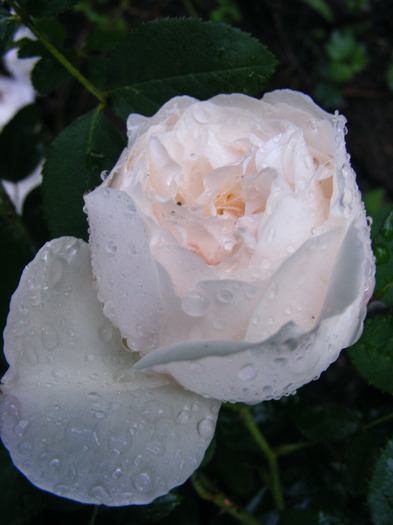 WINCHESTER CATHEDRAL
