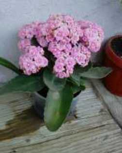 Kalanchoe