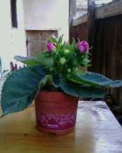 Gloxinia - 10 Flori 2011