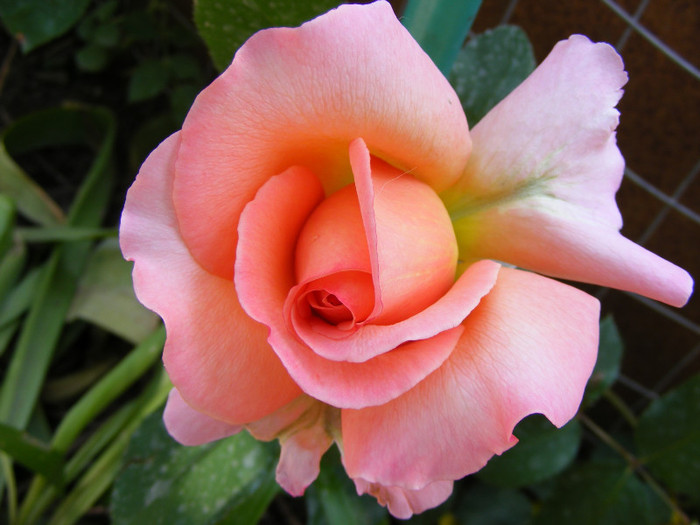 Albrecht Durer; Thea hybrid,floare mare roz-oranje,miros mediu(3 din 5 puncte)inaltime0,6-1m
