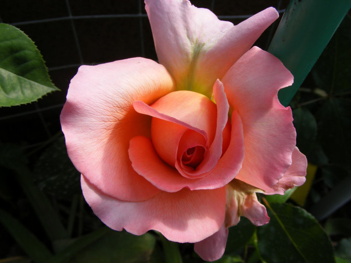 Albrecht Durer; Thea hybrid,floare mare roz-oranje,miros mediu(3 din 5 puncte)inaltime0,6-1m
