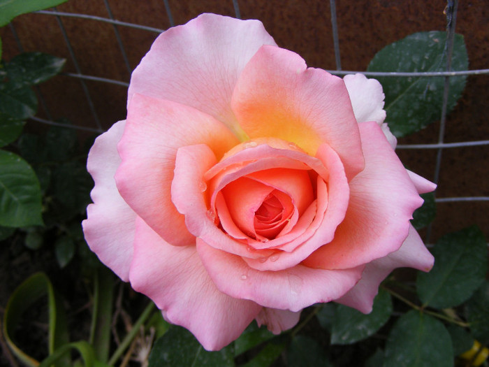 Albrecht Durer; Thea hybrid,floare mare roz-oranje,miros mediu(3 din 5 puncte)inaltime0,6-1m
