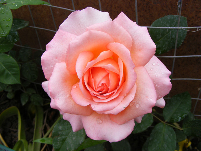 Albrecht Durer; Thea hybrid,floare mare roz-oranje,miros mediu(3 din 5 puncte)inaltime0,6-1m
