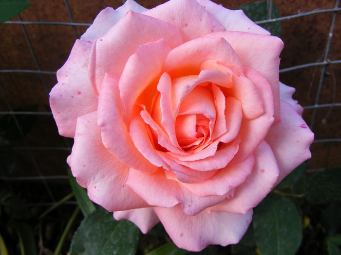 Albrecht Durer; Thea hybrid,floare mare roz-oranje,miros mediu(3 din 5 puncte)inaltime0,6-1m
