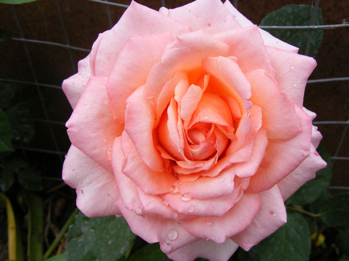 Albrecht Durer; Thea hybrid,floare mare roz-oranje,miros mediu(3 din 5 puncte)inaltime0,6-1m
