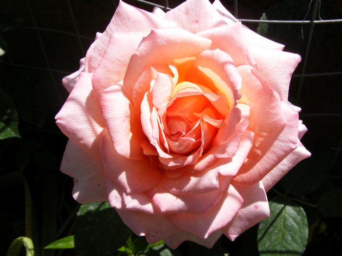 Albrecht Durer; Thea hybrid,floare mare roz-oranje,miros mediu(3 din 5 puncte)inaltime0,6-1m
