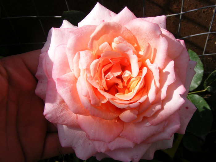 Albrecht Durer; Thea hybrid,floare mare roz-oranje,miros mediu(3 din 5 puncte)inaltime0,6-1m
