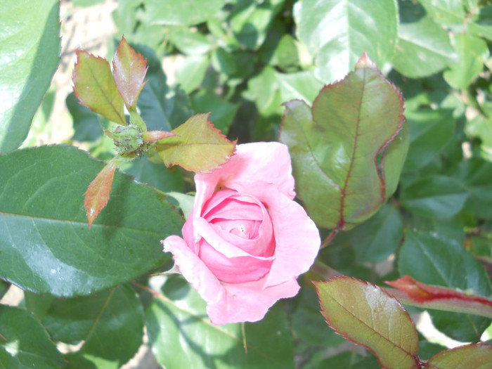 Photo (3) - Plante