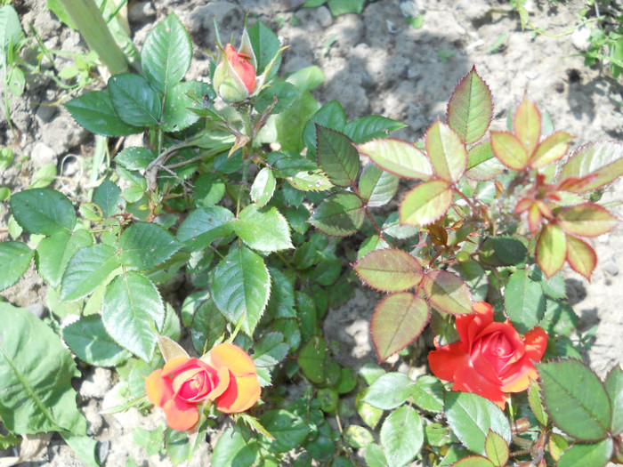 Photo (5) - Plante