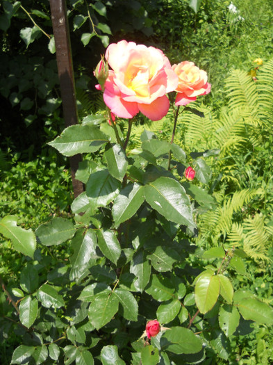 Photo (8) - Plante