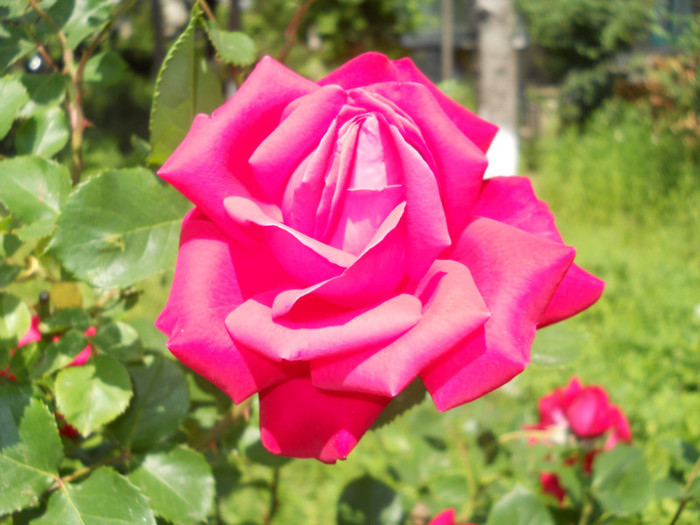 Photo (10)