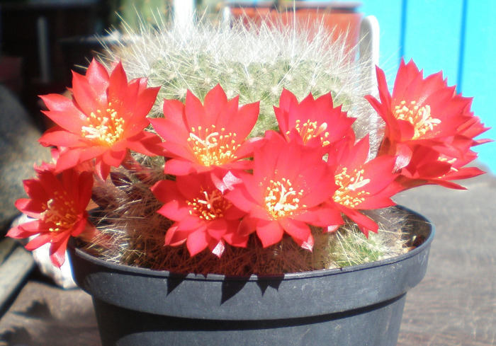 Rebutia senilis - cactusi 2009