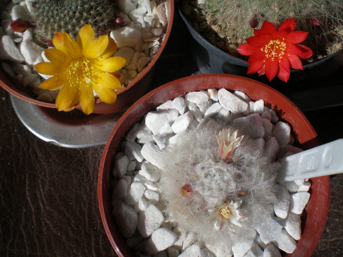 Grup - cactusi 2009