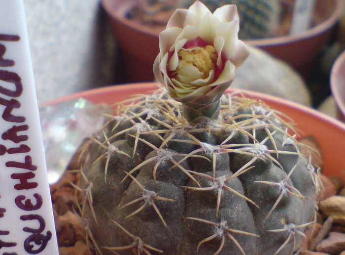 Gymnocalicium quehlianum - cactusi 2009