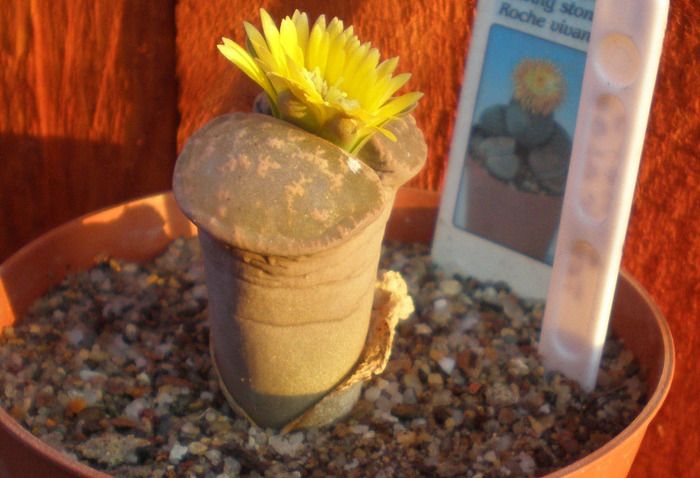 Lithops - cactusi 2009