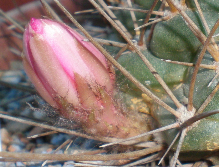 Lobivia pentlandii - cactusi 2009