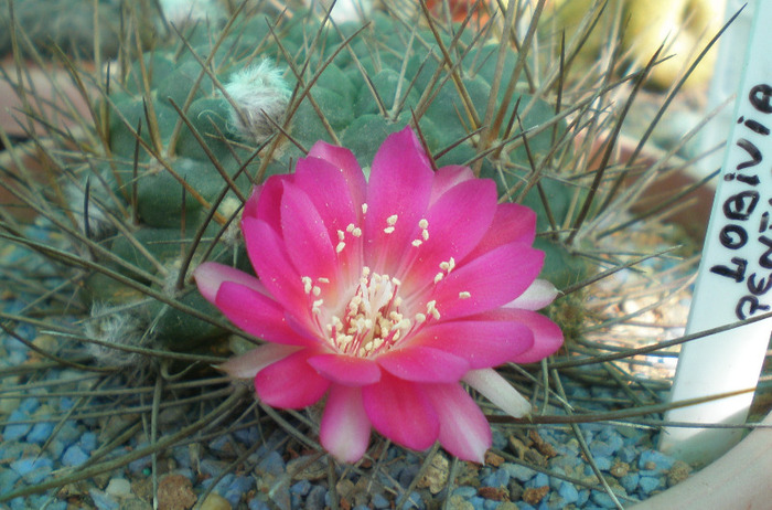 Lobivia pentlandii - cactusi 2009