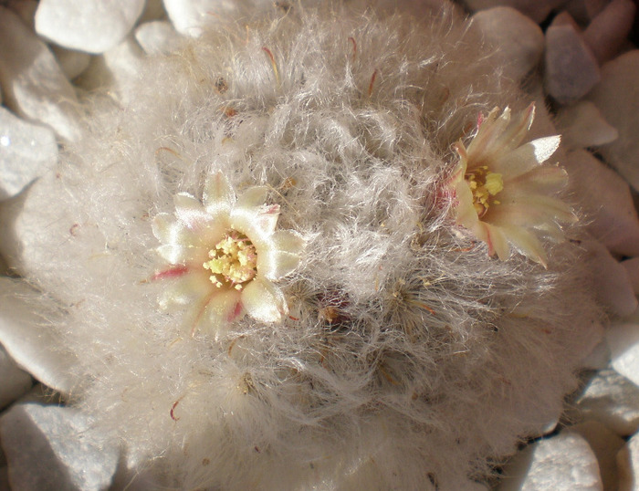 Mammillaria bocasana - cactusi 2009