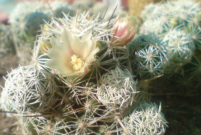 Mammillaria gracilis - cactusi 2009