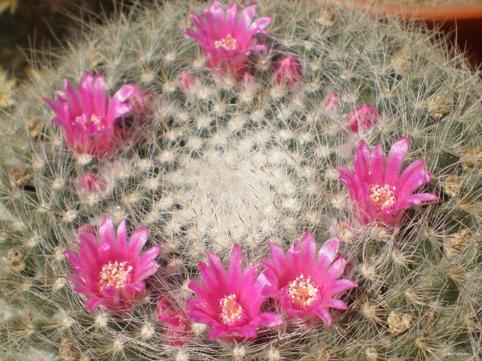 Mammillaria hahniana - cactusi 2009