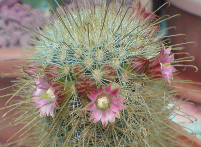 Mammillaria magnifica - cactusi 2009